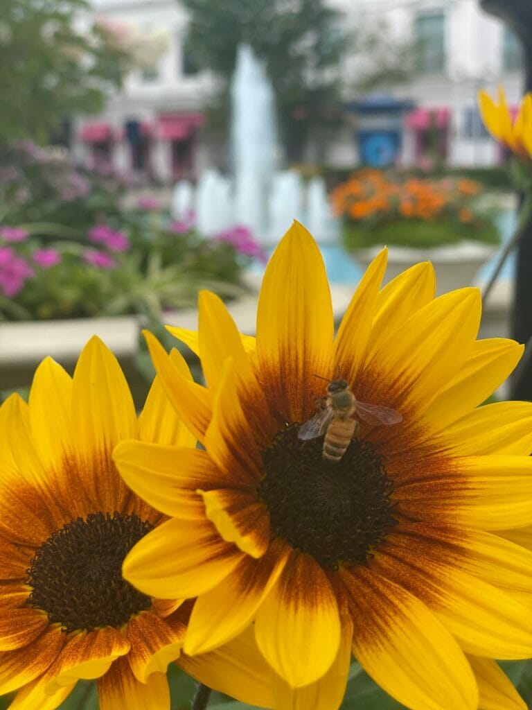 a bee on a sunflower with the Easton Central Park Fountain in the background.