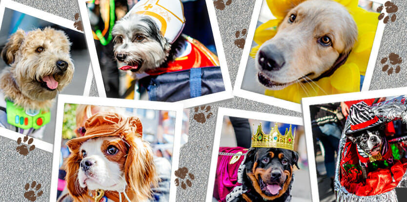 A collage of images of dogs dressed up in Halloween costumes.