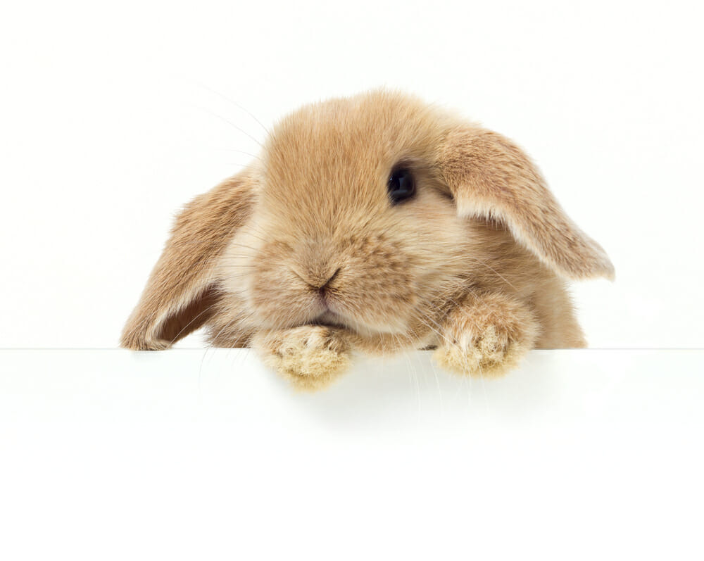 A bunny rabbit.