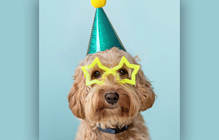 A dog wearing a party hat and star shaped yellow glasses.