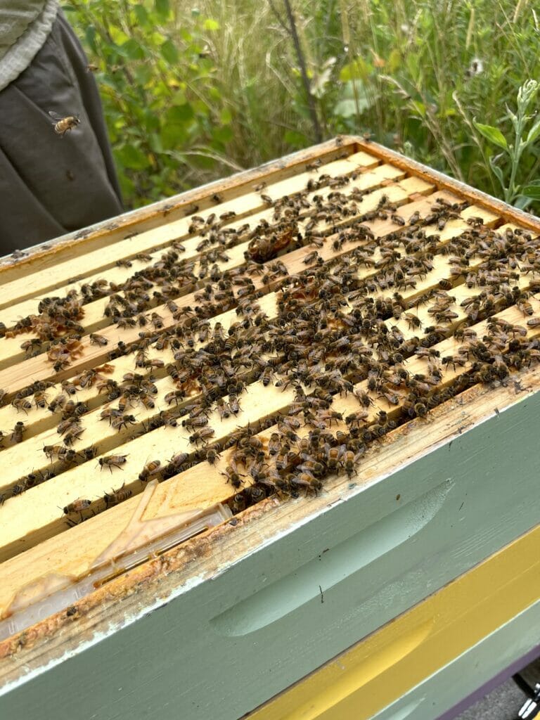 Bees in a beehive at Easton