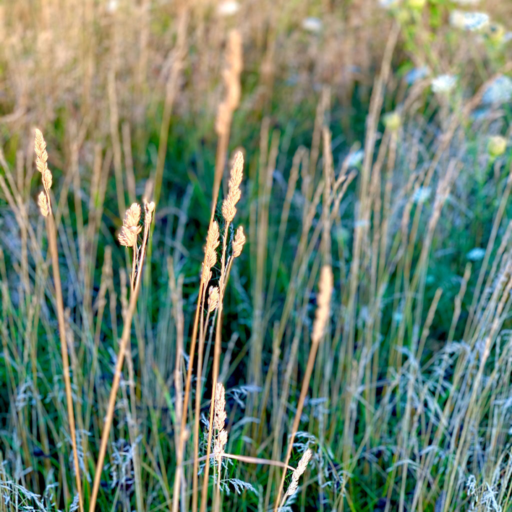 A close-up of the grass from the Nature Walk at Easton.