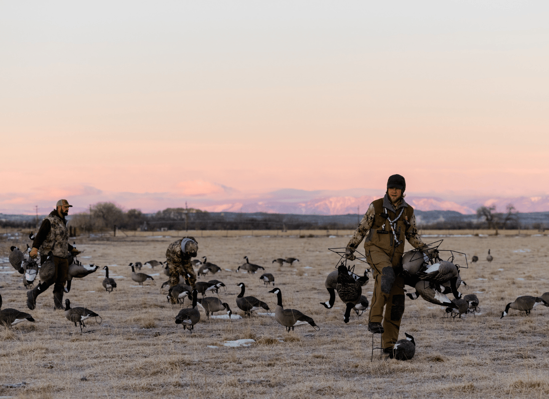 Two men in hunting gear walking outside in a field collecting fake geese statues.