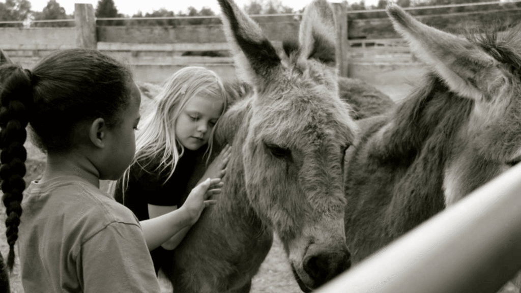 A young girl hugging a donkey.