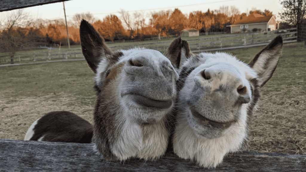 Two donkeys up close to the camera.